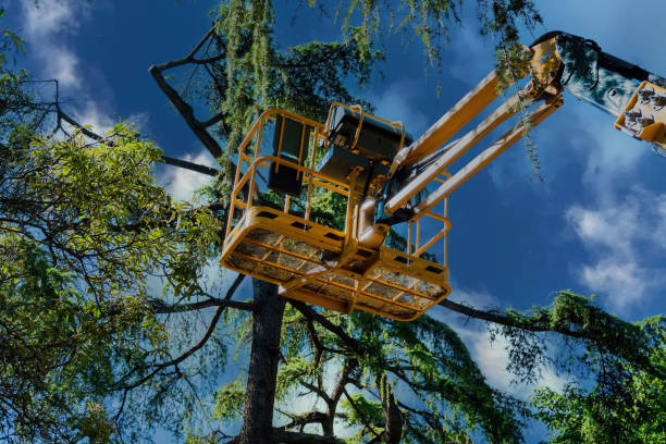 Dead Tree Removal in University Center, VA